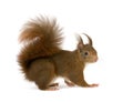 Eurasian red squirrel - Sciurus vulgaris (2 years)