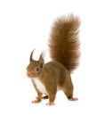 Eurasian red squirrel - Sciurus vulgaris (2 years) Royalty Free Stock Photo