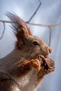 Squirrel Ã¢â¬â predator: this cute rodent chews a bone! Royalty Free Stock Photo