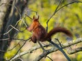 Eurasian red squirrel Sciurus vulgaris on a acorn tree