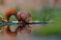 Eurasian red squirrel Sciurus vulgaris drinking