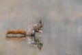 Eurasian red squirrel Sciurus vulgaris eating a hazelnut in a pool of water in the forest of Drunen, Noord Brabant in the Nethe