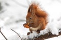 Eurasian red squirrel Sciurus vulgaris eating nut while sitting on branch covered in snow in winter. In winter season is Royalty Free Stock Photo