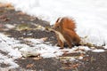 Eurasian red squirrel Sciurus vulgaris on ground looking for seeds and food in snow. In winter season is difficult for squirrels Royalty Free Stock Photo