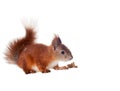 Eurasian red squirrel - Sciurus vulgaris isolated Royalty Free Stock Photo