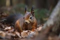 The Eurasian red squirrel (Sciurus vulgaris) in its natural habitat in the autumn forest Royalty Free Stock Photo