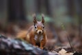 The Eurasian red squirrel (Sciurus vulgaris) in its natural habitat in the autumn forest Royalty Free Stock Photo