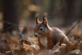 The Eurasian red squirrel (Sciurus vulgaris) in its natural habitat in the autumn forest Royalty Free Stock Photo