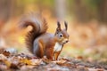 The Eurasian red squirrel (Sciurus vulgaris) in its natural habitat in the autumn forest Royalty Free Stock Photo