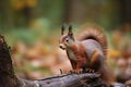 The Eurasian red squirrel (Sciurus vulgaris) in its natural habitat in the autumn forest Royalty Free Stock Photo