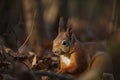 The Eurasian red squirrel (Sciurus vulgaris) in its natural habitat in the autumn forest Royalty Free Stock Photo