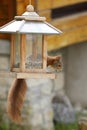 Eurasian red squirrel / Sciurus vulgaris plundering bird feeder