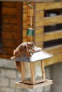 Eurasian red squirrel / Sciurus vulgaris plundering bird feeder