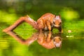 Eurasian red squirrel, Sciurus vulgaris, reflection forest wildlife in water