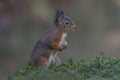 Eurasian red squirrel Sciurus vulgaris standing in the forest Royalty Free Stock Photo