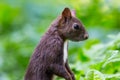 Eurasian red squirrel (Sciurus vulgaris) Royalty Free Stock Photo