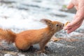Eurasian red squirrel Sciurus vulgaris taking nuts from man hand. In winter season is difficult for squirrels to find food and Royalty Free Stock Photo