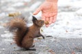 Eurasian red squirrel Sciurus vulgaris taking nuts from man hand. In winter season is difficult for squirrels to find food and