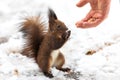 Eurasian red squirrel Sciurus vulgaris taking nuts from man hand. In winter season is difficult for squirrels to find food and