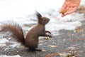 Eurasian red squirrel Sciurus vulgaris taking nuts from man hand. In winter season is difficult for squirrels to find food and