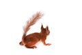 Eurasian red Squirrel, Sciurus Vulgaris on white Royalty Free Stock Photo