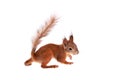 Eurasian red Squirrel, Sciurus Vulgaris on white Royalty Free Stock Photo