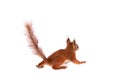 Eurasian red Squirrel, Sciurus Vulgaris on white Royalty Free Stock Photo