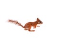 Eurasian red Squirrel, Sciurus Vulgaris on white Royalty Free Stock Photo