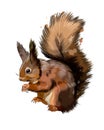 Eurasian red squirrel from a splash of watercolor, colored drawing, realistic Royalty Free Stock Photo