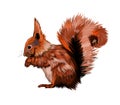 Eurasian red squirrel from a splash of watercolor, colored drawing, realistic Royalty Free Stock Photo