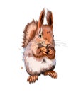 Eurasian red squirrel from a splash of watercolor, colored drawing, realistic Royalty Free Stock Photo