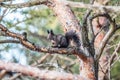 Eurasian red squirrel walking in the snow