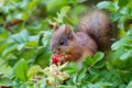 Eurasian red squirrel