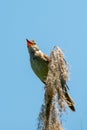 Eurasian reed warbler Acrocephalus scirpaceus bird singing in reeds during sunrise