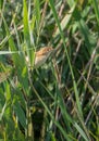 Eurasian Reedwarbler in a reedbed