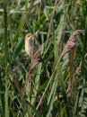 Eurasian Reedwarbler in a reedbed