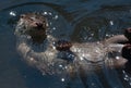 Eurasian River Otter Royalty Free Stock Photo