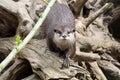 Eurasian river otter Royalty Free Stock Photo