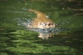 Eurasian river otter Royalty Free Stock Photo