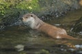 Eurasian river otter Royalty Free Stock Photo