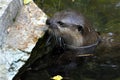 Eurasian River Otter Royalty Free Stock Photo