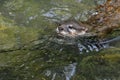 Eurasian River Otter Royalty Free Stock Photo