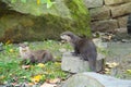 Eurasian river otters Royalty Free Stock Photo