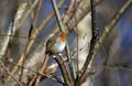 Eurasian robin perched on an old log