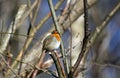 Eurasian robin perched on an old log