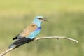 Eurasian Roller Royalty Free Stock Photo