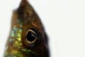 Eurasian ruffe also known as ruffe or pope Royalty Free Stock Photo