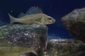 Eurasian ruffe Royalty Free Stock Photo