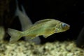 The Eurasian ruffe Gymnocephalus cernua. Royalty Free Stock Photo