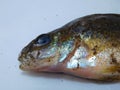 Eurasian ruffe Gymnocephalus cernua detail of head